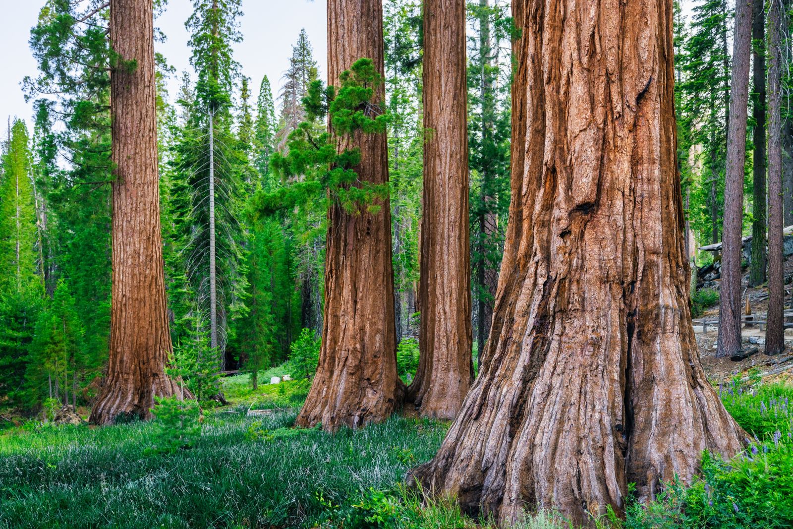 Giant sequoia trunks among green undergrowth in a forest grove